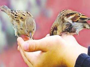 Hayır işlemek, hasta olma riskini düşürüyor