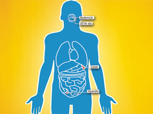 Vardır her organın bir hikmeti