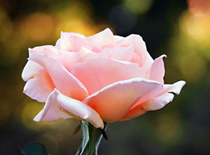 Allah, Cebrâil’e sen de o kulu sev diye emreder