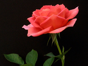 Din kardeşinize rastladığınızda ona selâm verin