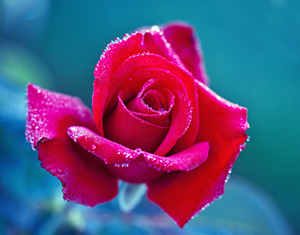 Cennet ve cehennem ayakkabılarınızın bağından daha yakın