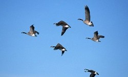 Bu uygulama ile kuşlar korunacak