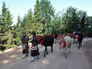 Doğu Karadeniz’de yayla göçleri başladı