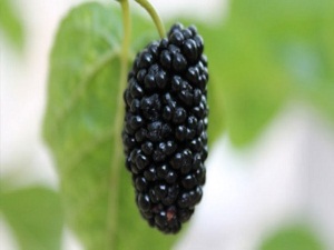 Her gün 200-300 gram dut yiyin