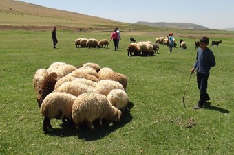 Bitlis'in minik çobanları karnelerini alır almaz sürülerinin başına geçti