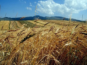 Tarım ve gıdada makas açıldı