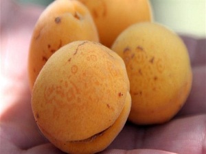 Iğdırdan 200 Ton Kayısı İhraç Ediliyor