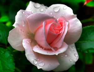 Yalnız şu iki kimseye gıpta edilmelidir