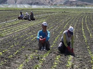 Tarımda istihdam 81 ülkenin nüfusundan fazla