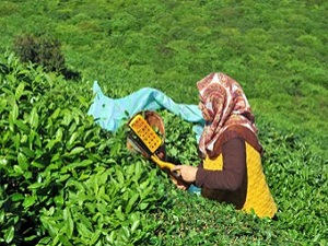 Çaykur alım kampanyasında 650 bin tonu aştı