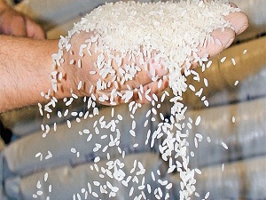 43 bin ton GDO'lu ürüne el konuldu