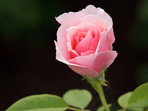 Bahtiyar, fitneden kaçınan kimsedir