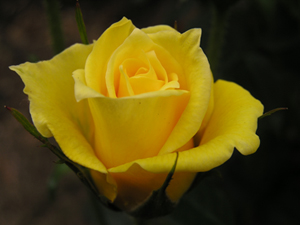 Dua, inen ve inmeyen her musibet için faydalıdır