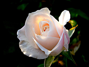 Resülullah cuma namazında şu sureleri okurdu