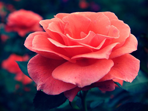 Allah 'kıyamet günü üç kişinin hasmıyım' dedi