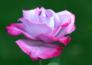 İnsanlara karşı iyi ahlâklı ol!