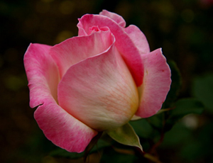 Kur'an'ın her ayeti için bir derece verilir