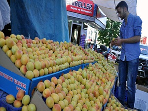 Malatya kayısısı 3 TL’den tezgâha çıktı