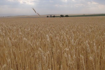 Küresel Tahıl Üretiminde 2014 Yılında Rekor Kırıldı