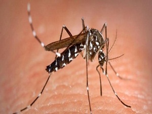 Böcek sokmalarına dikkat