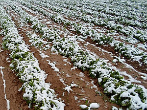Kırgızistan'da Haziran'da kar yağdı