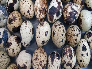 Bıldırcın yumurtası her derde deva