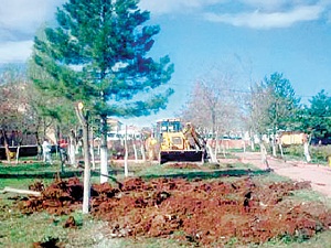 Malatya Arguvan’da belediye, işyeri için 60 ağaç kesti