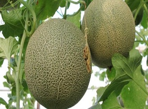 Susuz yetişen kavunda sona gelindi