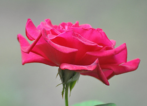 Allah, rahmetinden bir parçasını yeryüzüne indirmiştir