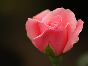 Resûlullah, yemekte hiçbir zaman kusur aramazdı