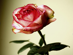 Abdest alıp şunu söyleyen cennetin sekiz kapısı açılır