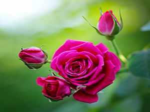 Tabağın ortasından değil, kenarlarından yiyiniz