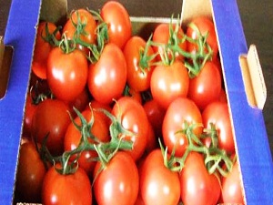 Domatesin fiyatı abartılıyor