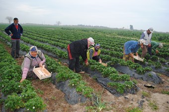 MZO, nitelikli tarım için danışman istihdamına başladı