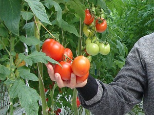 Sera üretimi sona erdi, domates 4 lirayı gördü