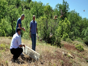 Tunceli'de doğaya 400 keklik bırakıldı