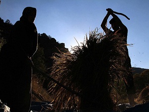 Elektrik borcu olan çiftçiye ödeme yapılmayacak