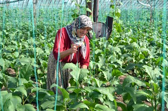 Serada ürün kalmadı, Ramazan öncesi domates tırmanışa geçti