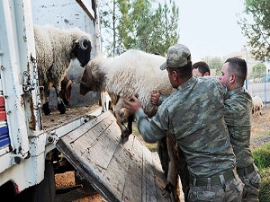 Kaçak hayvanlar kesilip geliri Hazine’ye verilecek
