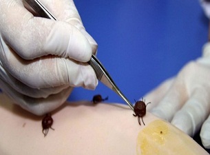 Sıcak havalar keneleri erken uyandırdı