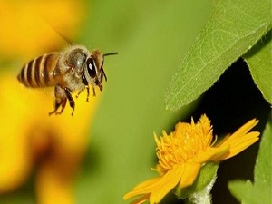 Yaz geldi, arılardan uzak durun