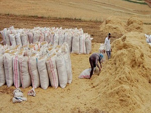Hasat, samanın ateşini düşürdü