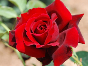 Cuma günü yıkanmak Müslüman üzerinde bir haktır