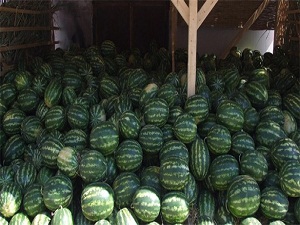 Karpuz fiyatları Ramazan'da el yakacak