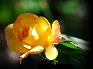 Tevazu göstereni Allah yükseltir