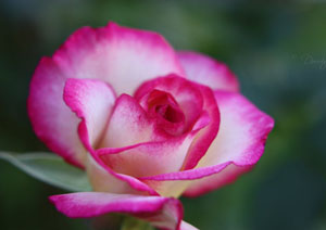 Ramazan ayının başı rahmettir