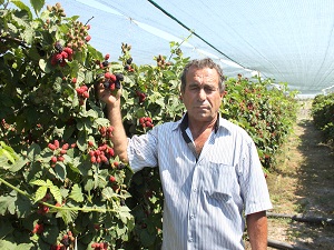 Silifkeli çiftçiler böğürtlen hasadına başladı