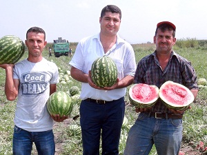 Ceyhan’ın kabak aşısız orijinal karpuzuna ilgi büyük