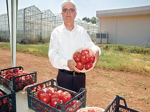 Lezzetli köy domatesi tekrar sofralarda