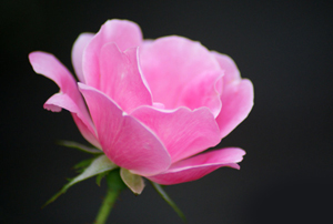 Ramazan ayı ümmetimin ayıdır